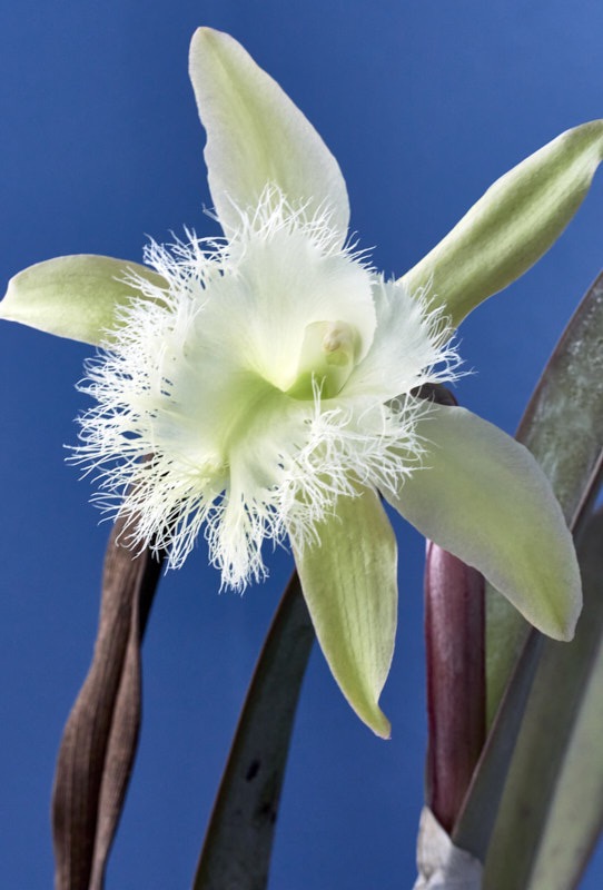 Pat-O-Orchid1.jpg