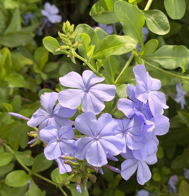 Pat-P-Plumbago.jpg