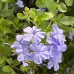 Pat-P-Plumbago.jpg