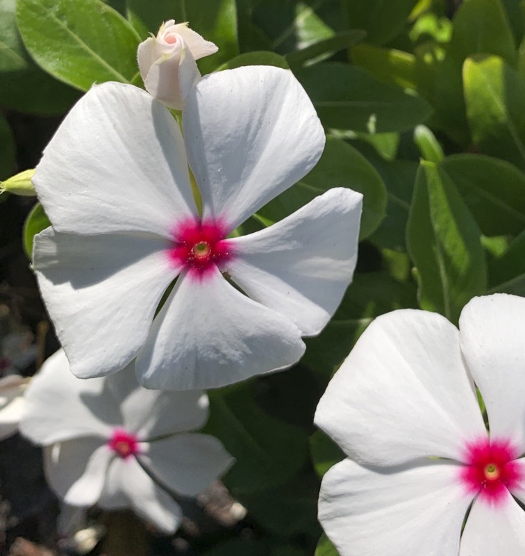 Pat-V-Vinca.jpg