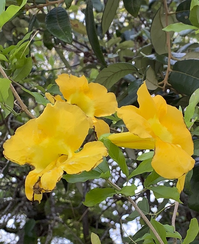 Pat-Y-Yellow-Trumpet.jpg