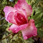 JoEllaWater-5.jpg