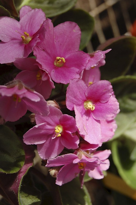 Junia-April-004.jpg
