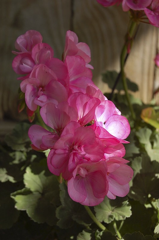 Junia-April-017.jpg