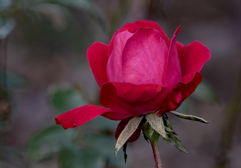 Margaret-December-022.jpg