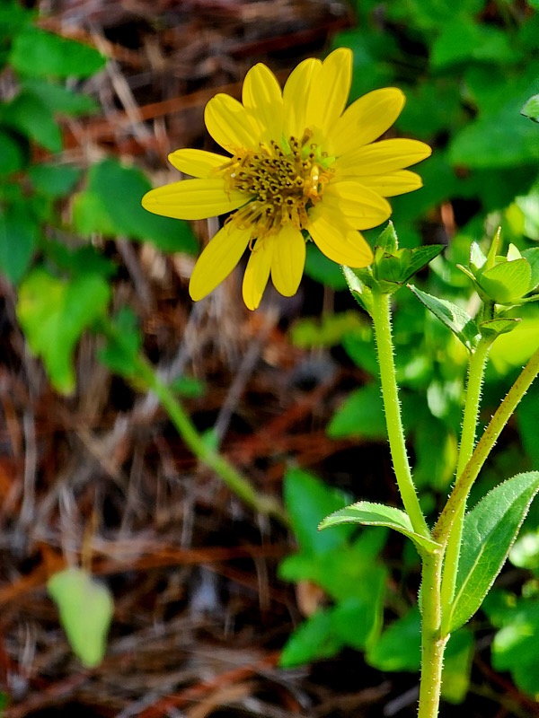 Mary-July-019.jpg