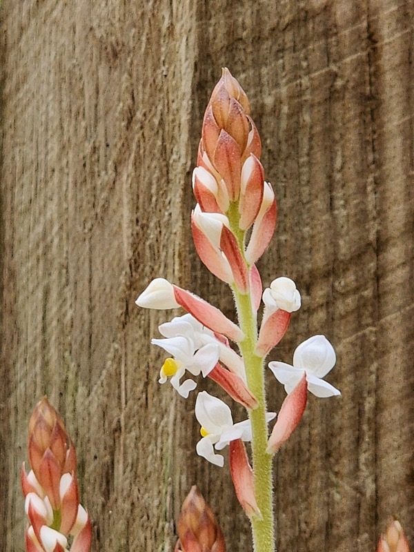 Mary-February-Eureka-013.jpg