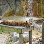 Artemis-March-Zoo-014.jpg