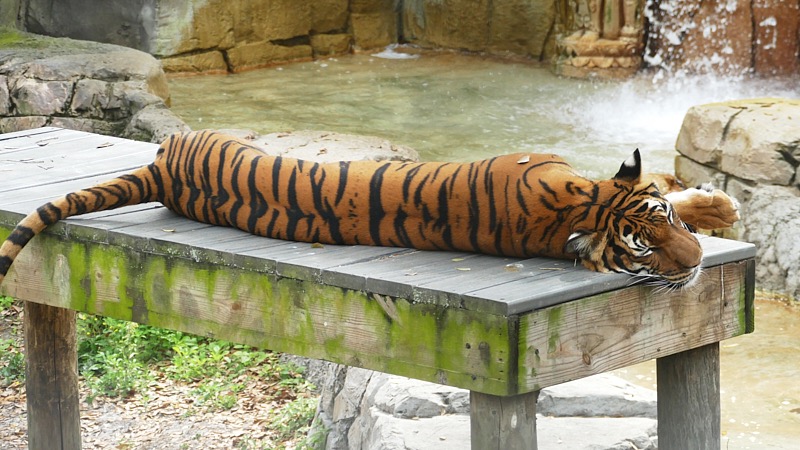 Artemis-March-Zoo-015.jpg