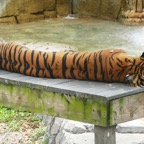 Artemis-March-Zoo-015.jpg