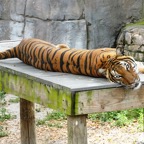 Artemis-March-Zoo-016.jpg