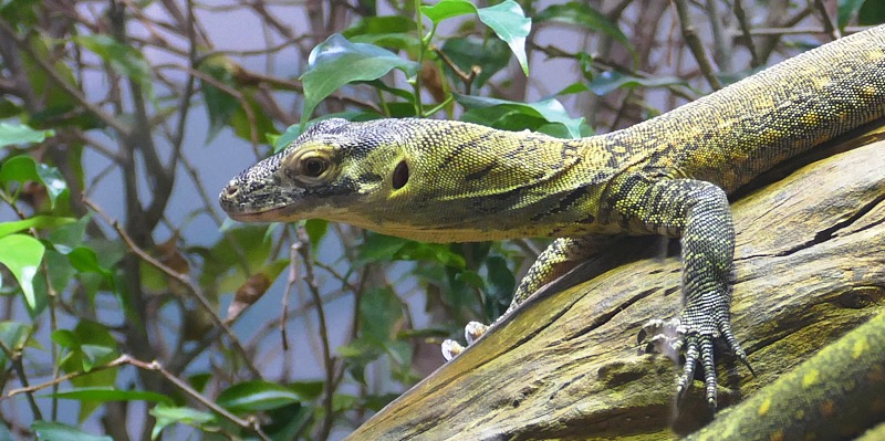 Artemis-March-Zoo-019.jpg