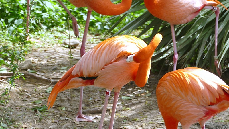 Artemis-March-Zoo-021.jpg