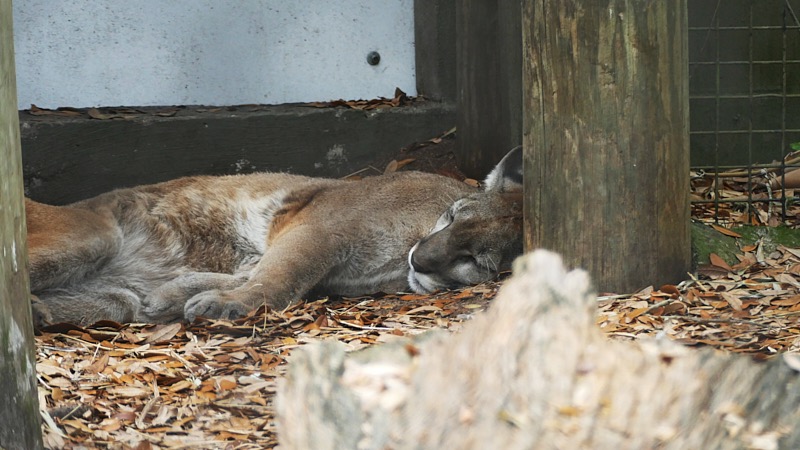 Artemis-March-Zoo-023.jpg