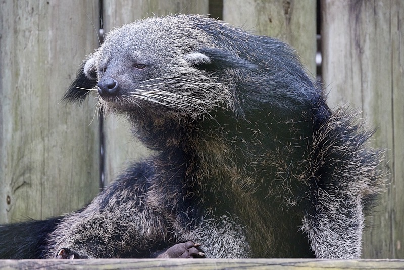 David-March-Zoo-001.jpg