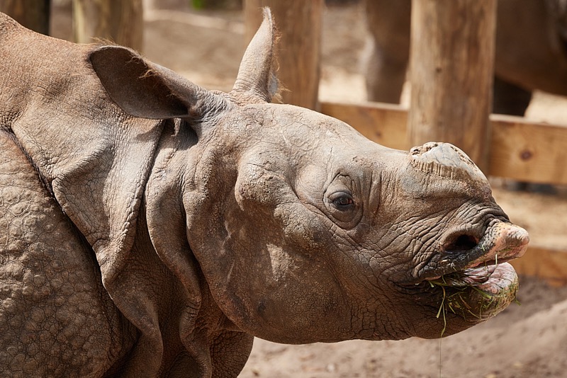 David-March-Zoo-043.jpg