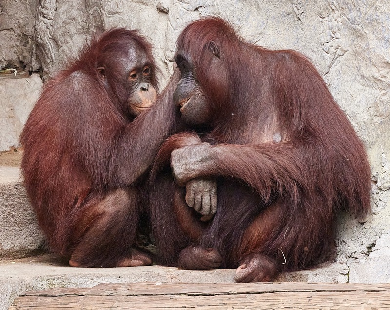 David-March-Zoo-057.jpg