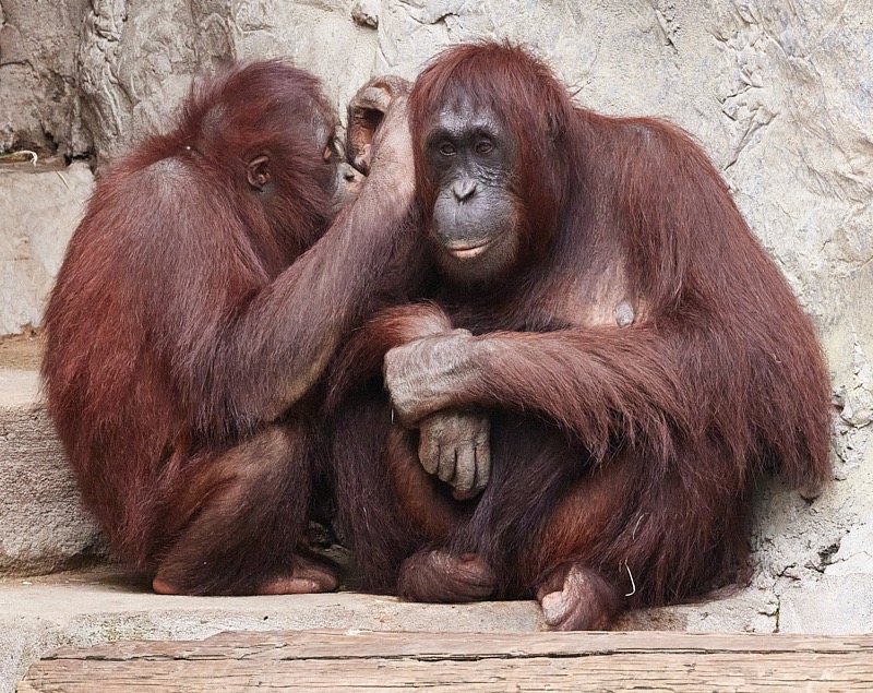 David-March-Zoo-058.jpg
