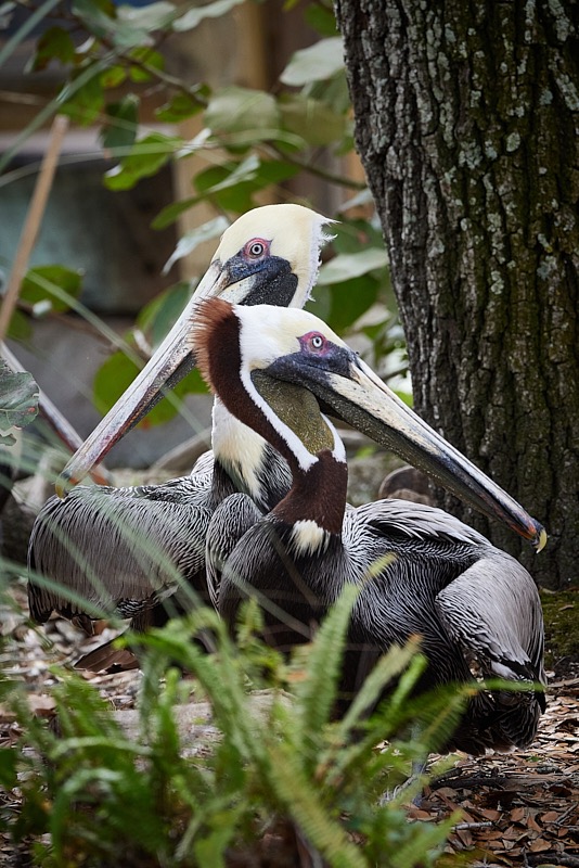 David-March-Zoo-068.jpg