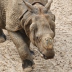 Jodi-March-Zoo-014.jpg