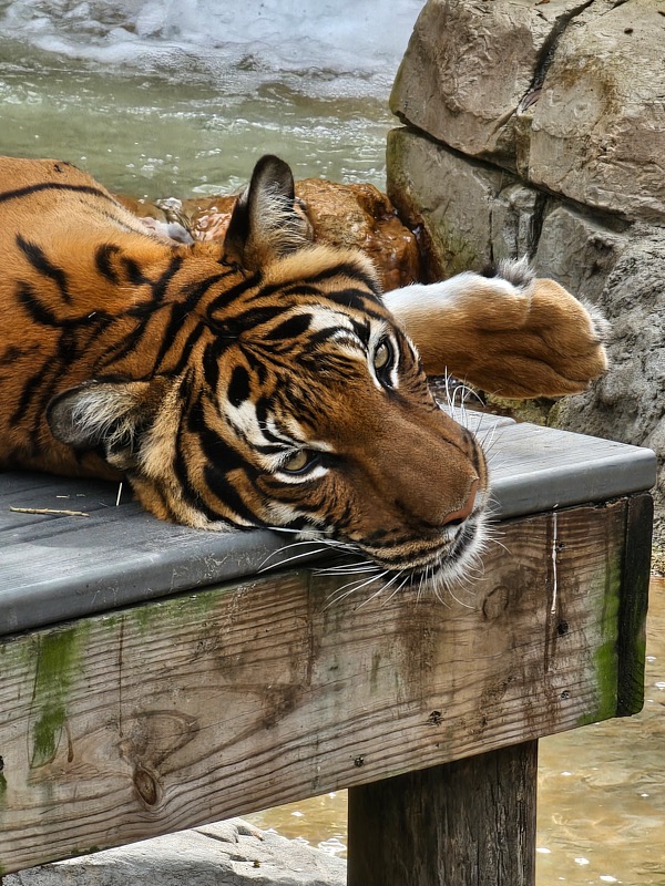 Jodi-March-Zoo-015.jpg