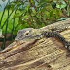 Jodi-March-Zoo-017.jpg