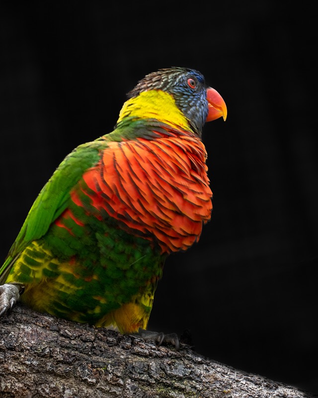 Margaret-March-Zoo-001.jpg