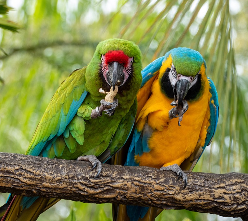 Margaret-March-Zoo-010.jpg