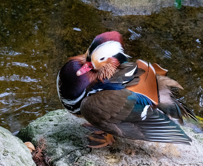 Margaret-March-Zoo-011.jpg