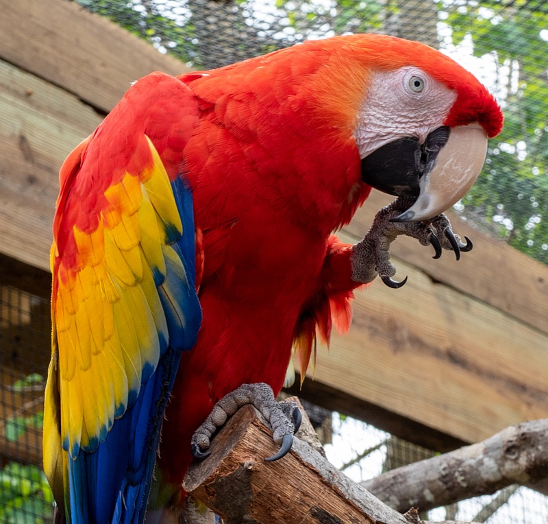 Margaret-March-Zoo-012.jpg