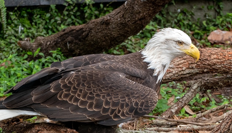 Margaret-March-Zoo-024.jpg