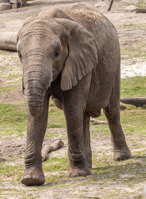 Margaret-March-Zoo-025.jpg