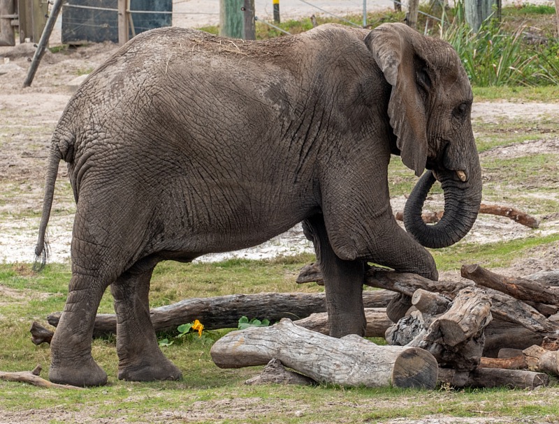 Margaret-March-Zoo-026.jpg