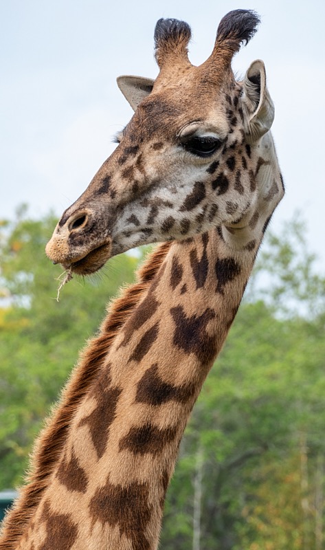 Margaret-March-Zoo-031.jpg