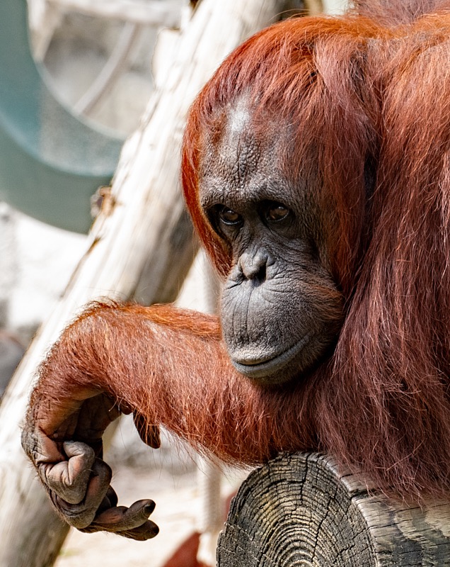 Margaret-March-Zoo-034.jpg