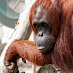 Margaret-March-Zoo-034.jpg