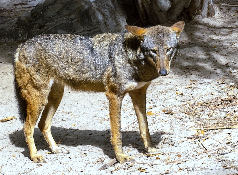 Margaret-March-Zoo-036.jpg