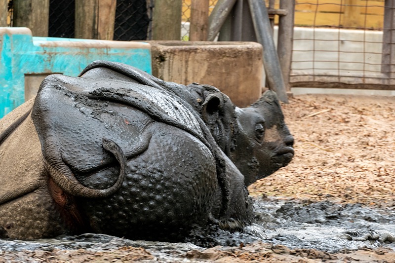 Margaret-March-Zoo-037.jpg