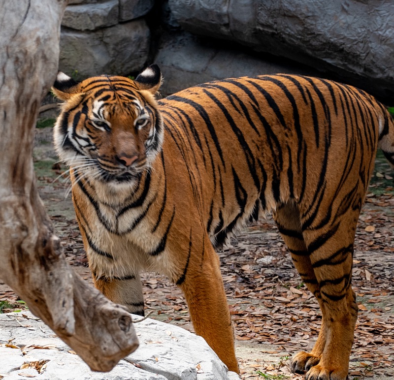 Margaret-March-Zoo-039.jpg