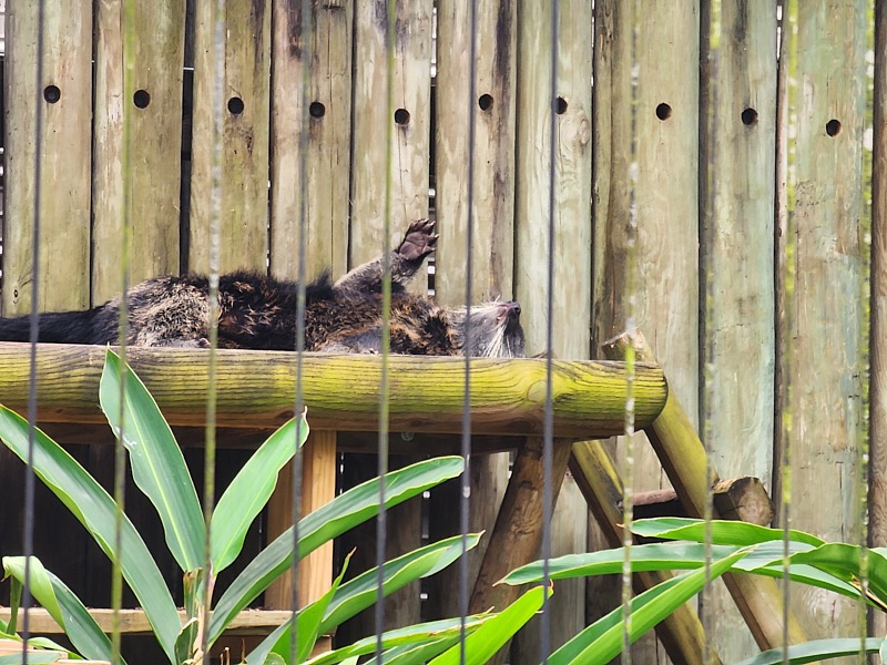 Mary-March-Zoo-004.jpg