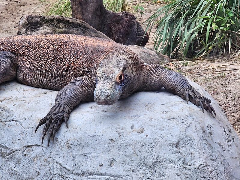 Mary-March-Zoo-035.jpg