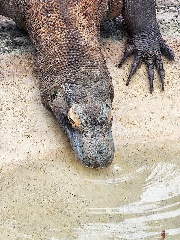 Mary-March-Zoo-037.jpg