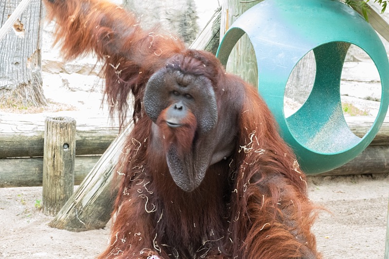 Mary-March-Zoo-039.jpg