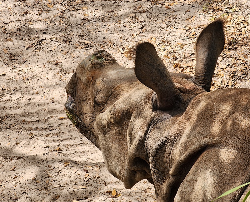 Mary-March-Zoo-045.jpg