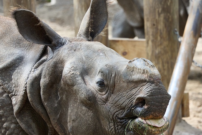 Pat-March-Zoo-037.jpg