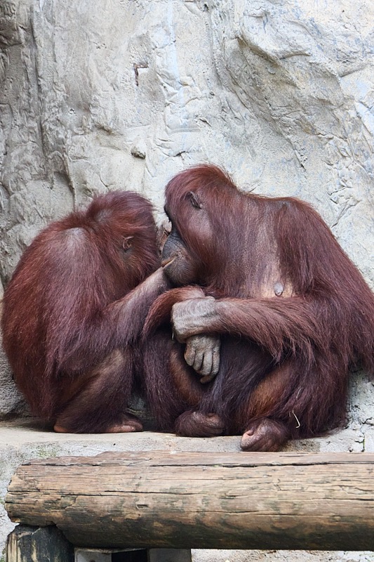 Pat-March-Zoo-045.jpg