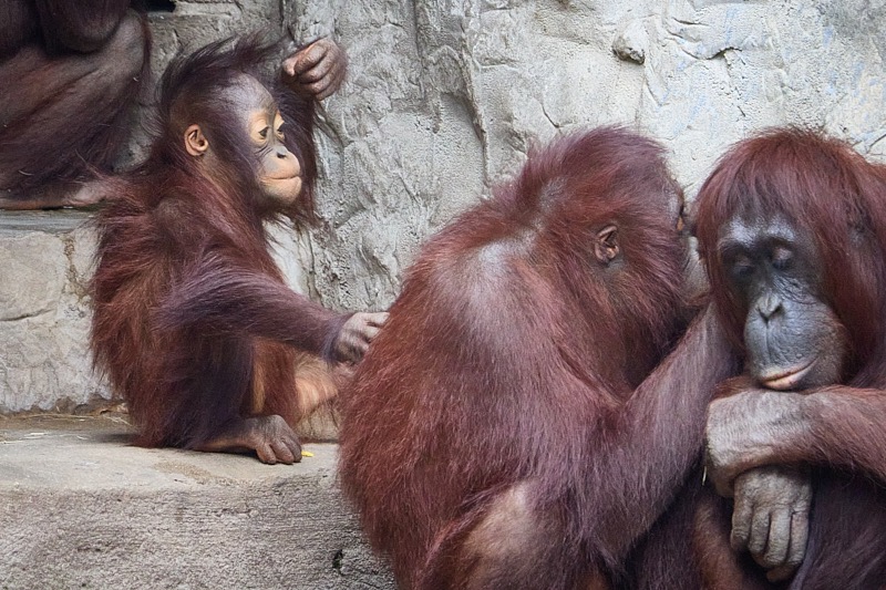 Pat-March-Zoo-046.jpg