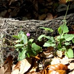 Bob-March-011.jpg