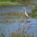 Ron-March-015.jpg