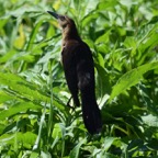 Ron-March-017.jpg